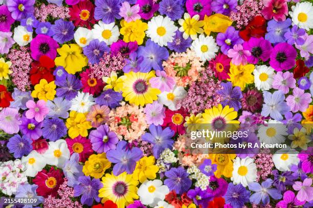 colourful mixture of bright summer garden flowers - freshness stock pictures, royalty-free photos & images