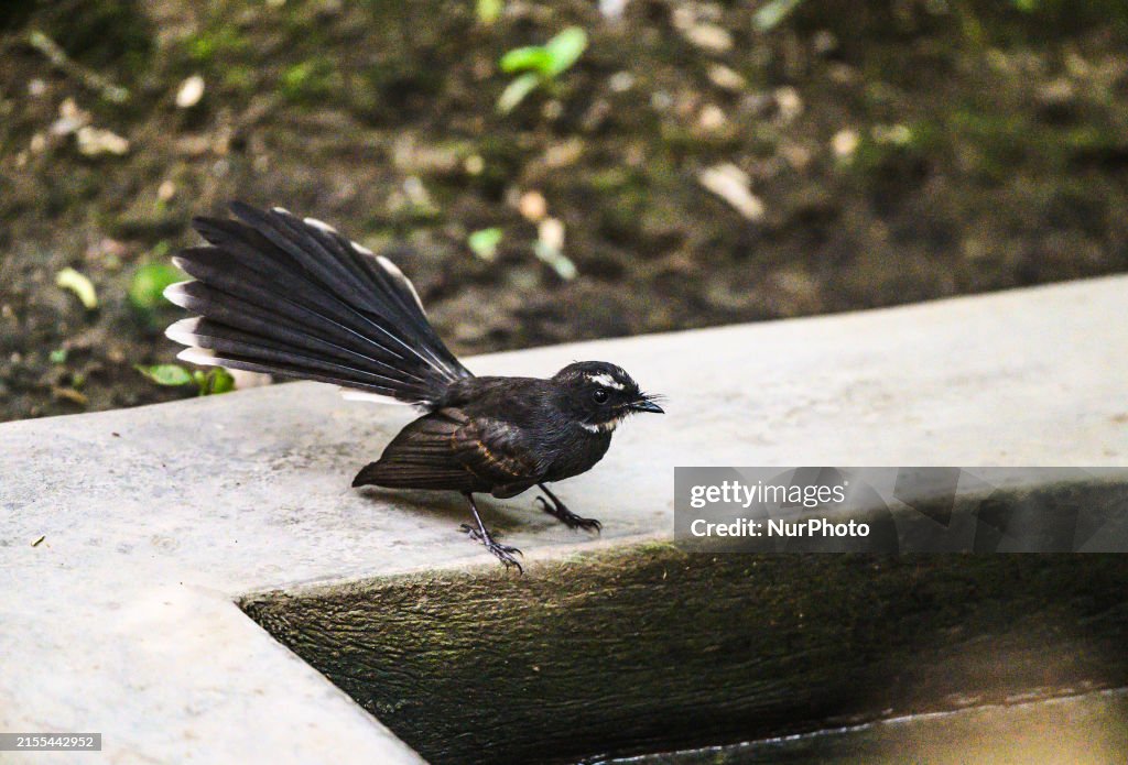 Animal India - White-throated Fantail (Rhipidura Albicollis)