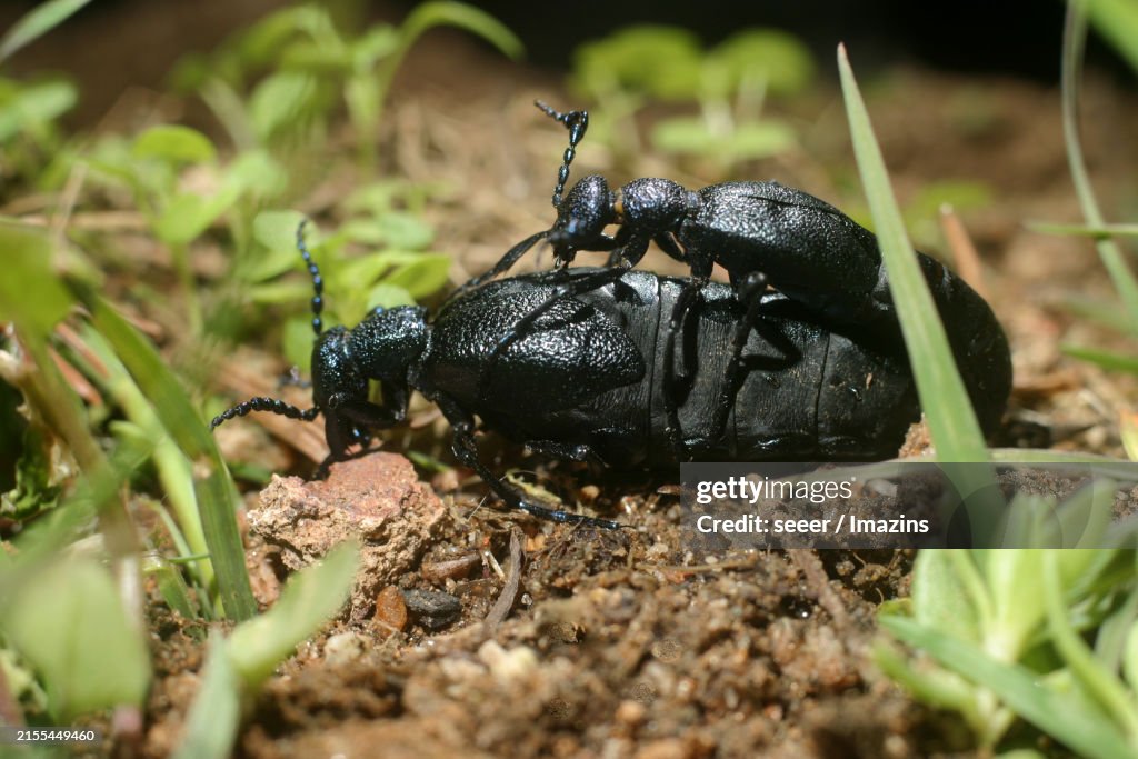 European oil beetle