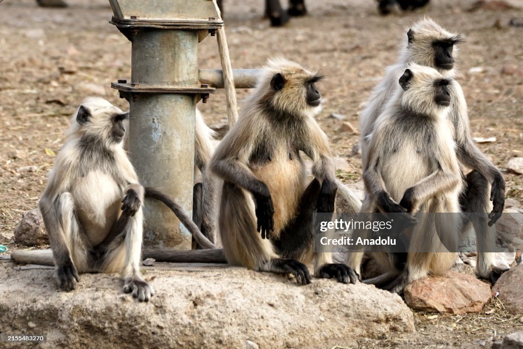 Grep Angur Grey Langur monkeys sit on a rock in Pushkar, India on April 14, 2024 ...