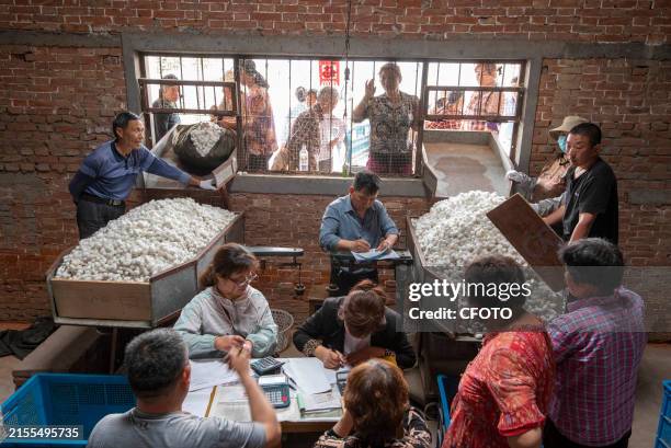 Silkworm farmers sell silkworm cocoons at a silkworm cocoon buying point in Hai 'an city, East China's Jiangsu province, June 4, 2024.