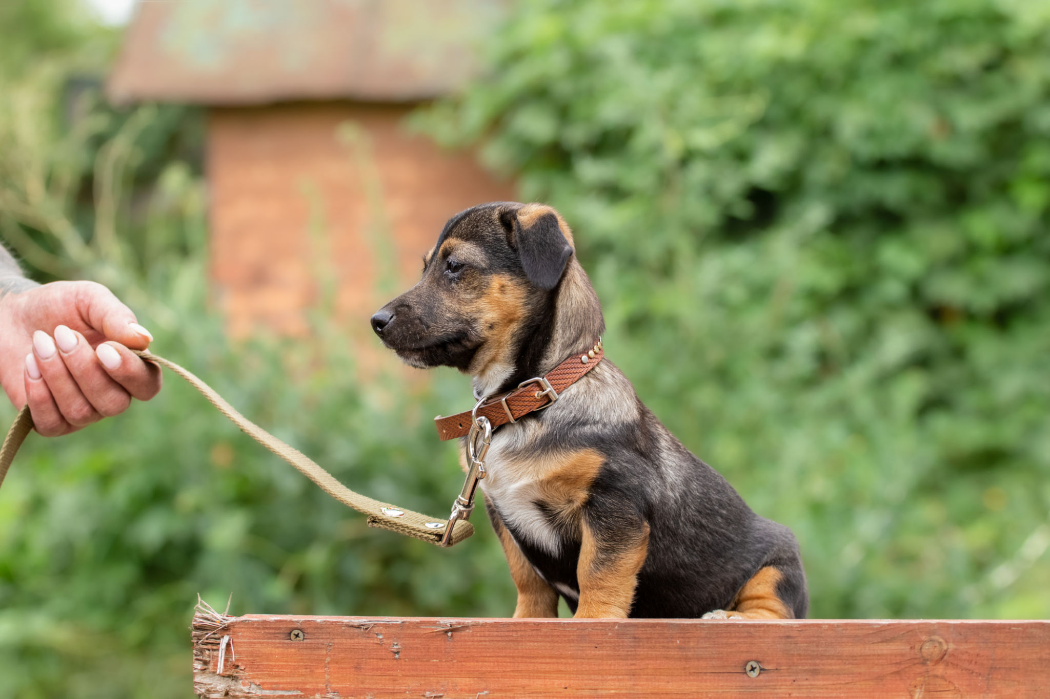 puppy socialization