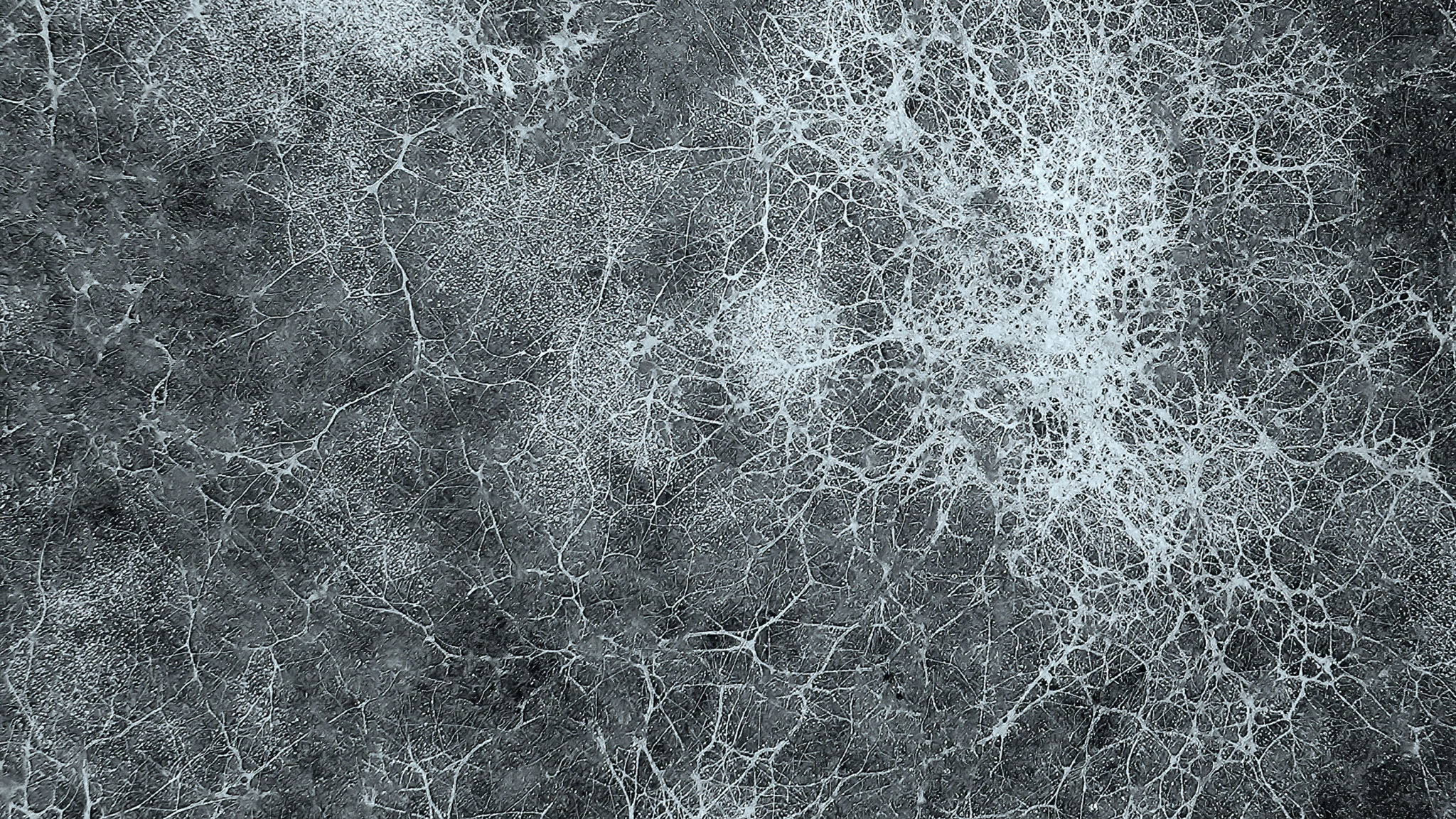 spider web