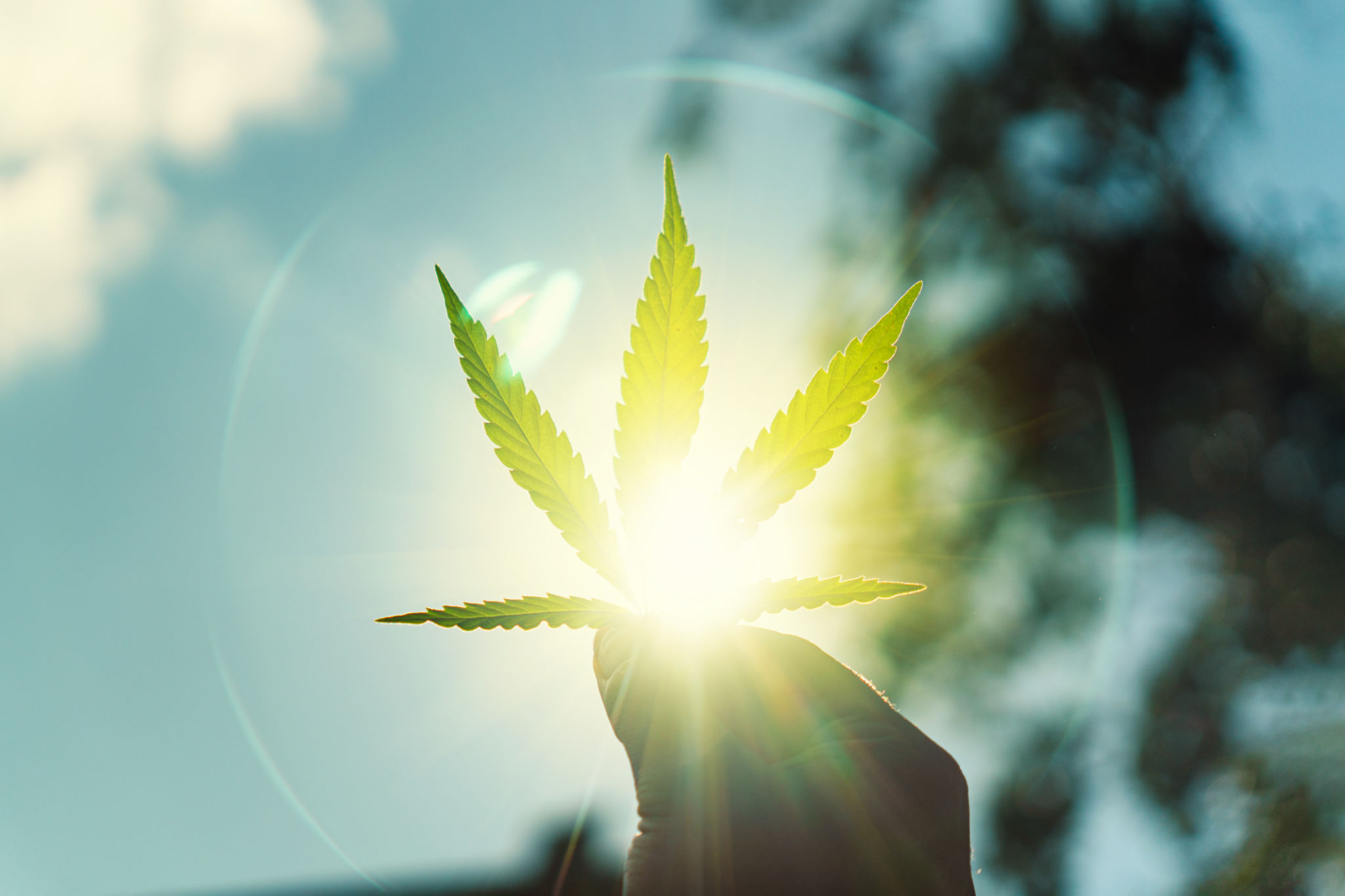 summer cannabis use