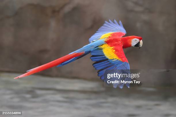 scarlet macaw - guacamayo escarlata fotografías e imágenes de stock