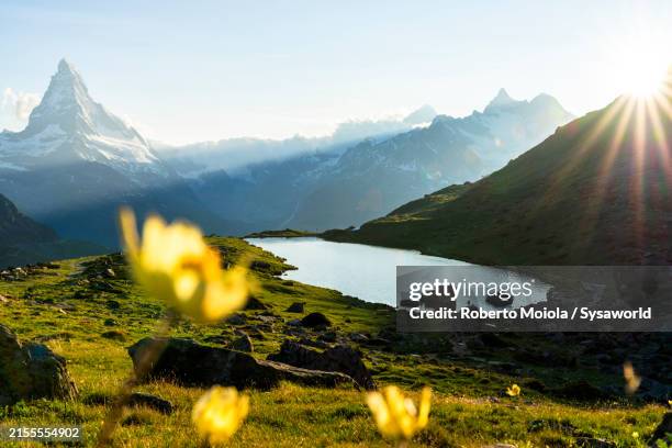 spring flowers in bloom surrounding matterhorn - matterhorn stock pictures, royalty-free photos & images