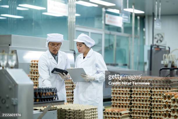 quality management systems in the poultry and egg production industry for food safety and quality. food safety and quality specialists discuss the sorting process of fresh eggs on an automated conveyor belt in the production line. - agriculture supply chain technology stock pictures, royalty-free photos & images