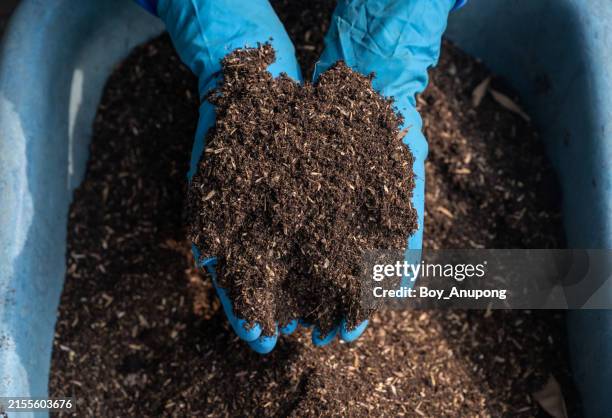 farmer hands holding an organic mixed rice husk before use as plant fertilizer. - nitrogen stock pictures, royalty-free photos & images