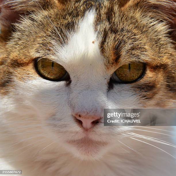 cat portrait france - - bossy cat stock pictures, royalty-free photos & images