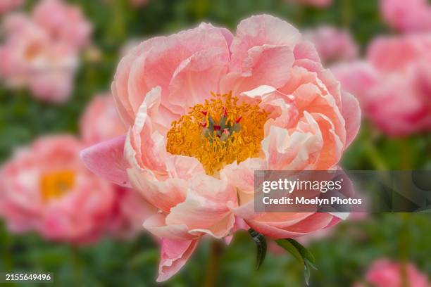 pink peony in a garden - peony stock pictures, royalty-free photos & images