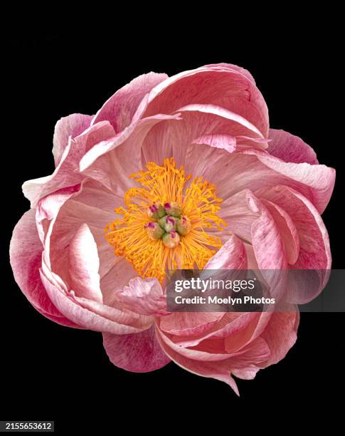 peony front & center - pion bildbanksfoton och bilder