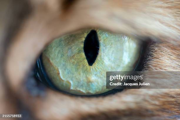 cat eye details - pupil eye stock pictures, royalty-free photos & images