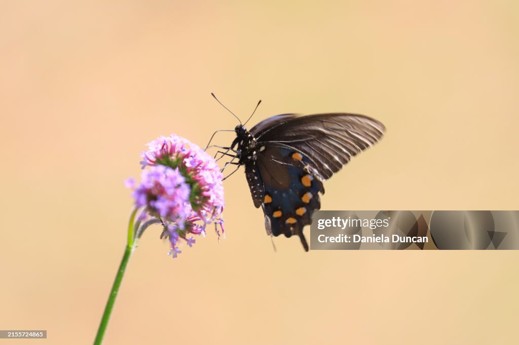 Black Swallowtail feeding from flowers