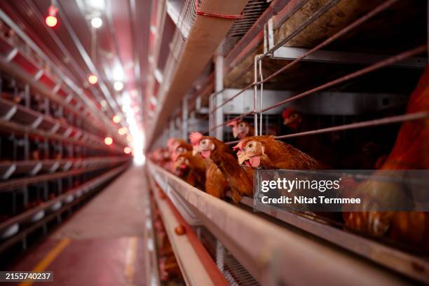 easy to manage and high egg production rate with battery cage to revolutionize your poultry and egg farm. indoor battery farming, rows of battery chickens with automated feeding systems according to the specified period in an egg production factory. - caged farm animals stock pictures, royalty-free photos & images