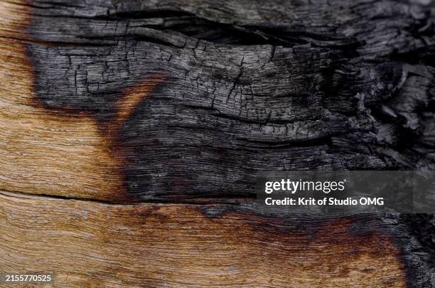 close-up view of tree trunk turned into charcoal by burning - brulé photos et images de collection