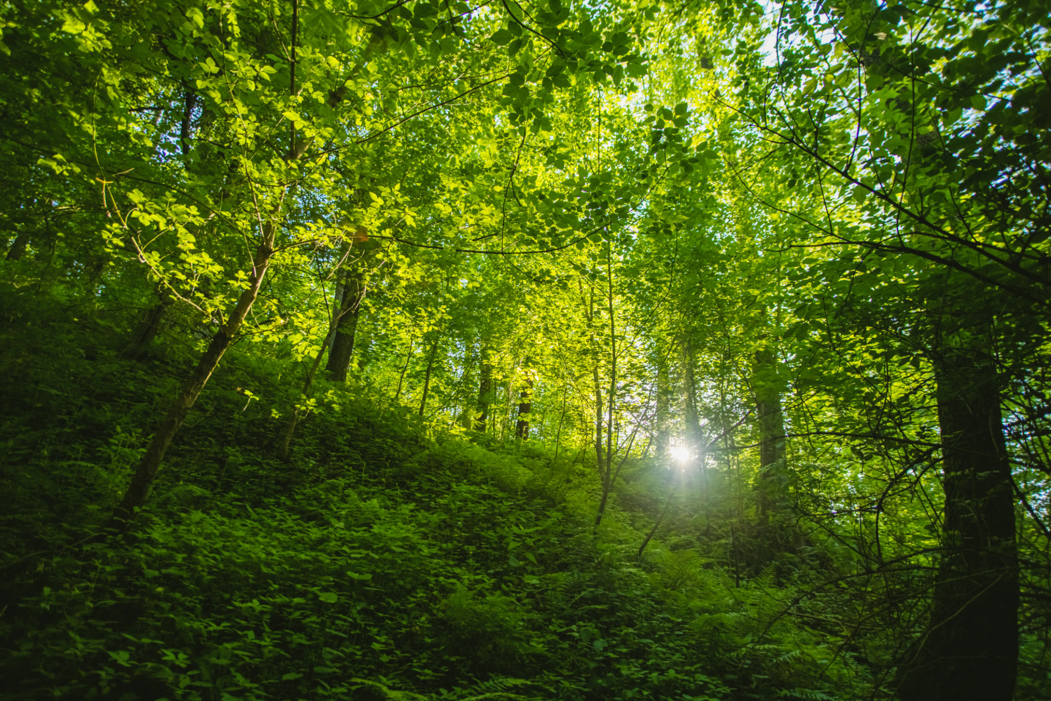 forest conservation