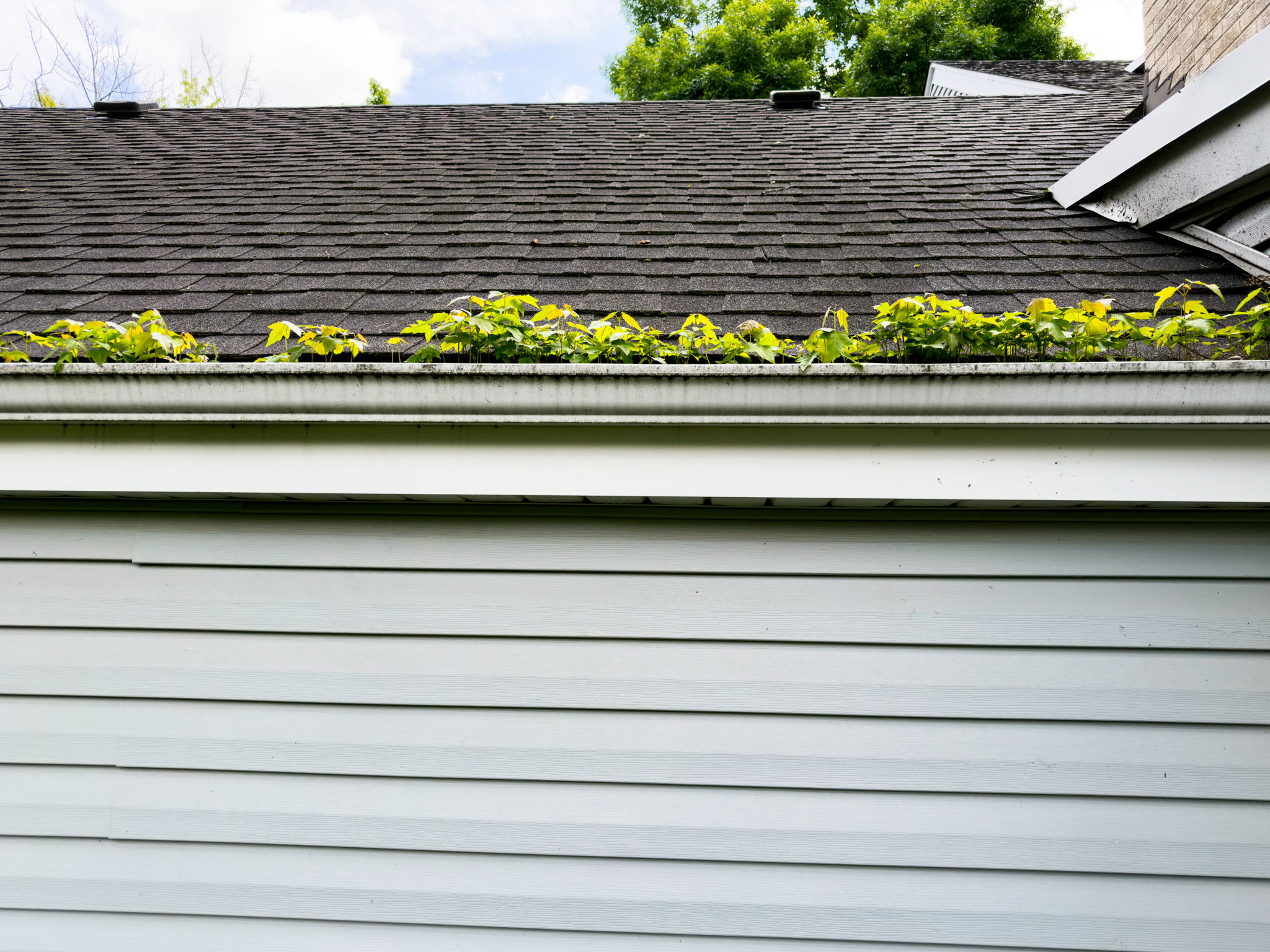 chimney blockage