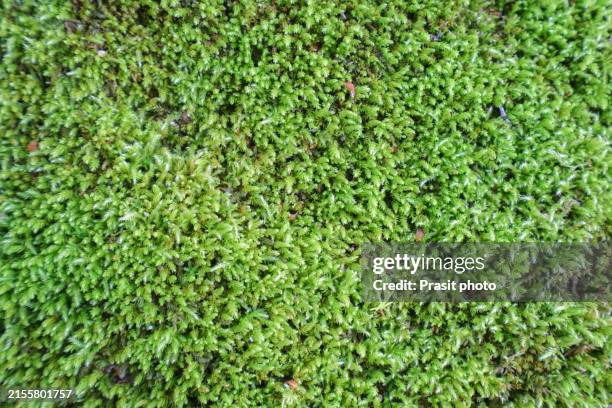 lush moss background - moss stock pictures, royalty-free photos & images