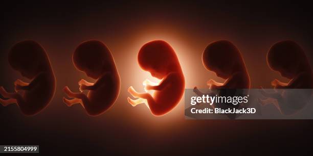 human embryo. cloning concept - cloning stock pictures, royalty-free photos & images