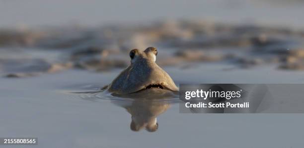 mudskipper face - mudskipper stock pictures, royalty-free photos & images