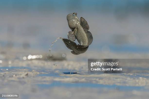 mudskipper jump - mudskipper stock pictures, royalty-free photos & images