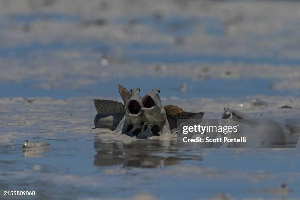 mudskipper fish fight - mudskipper stock pictures, royalty-free photos & images