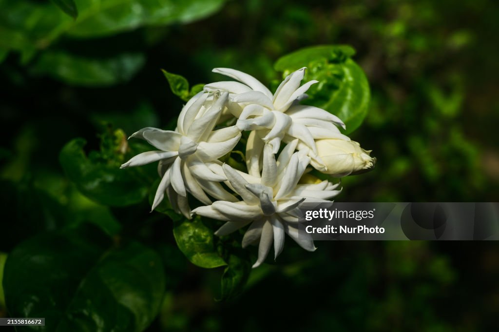 Jasmine 'Belle Of India' (Jasminum Sambac)