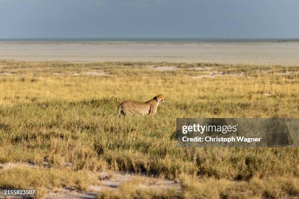 namibia, wüste, afrika, gepard - etosha nationaal park stockfoto's en -beelden