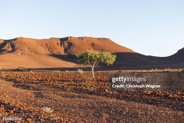 namibia, wüste, afrika, spitzkoppe - kalahari gemsbok national park stock pictures, royalty-free photos & images