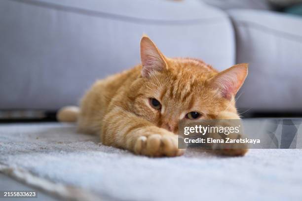 cat is resting on the floor looking at the camera - allergies funny stock pictures, royalty-free photos & images