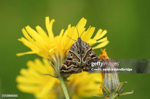 a mother shipton moth, callistege mi, pollinating a wildflower. - plant reproduction stock pictures, royalty-free photos & images