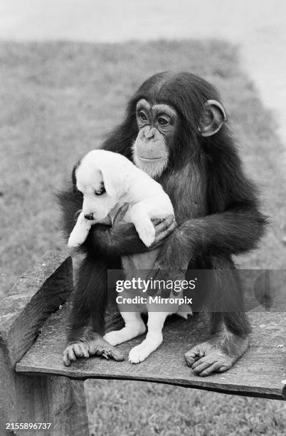 Judy the two year old chimpanzee at her home in Zoo Farm, South, Warwickshire with Patch, her own pet 10 week old Jack Russell terrier, 23rd May 1968.