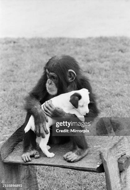 Judy the two year old chimpanzee at her home in Zoo Farm, South, Warwickshire with Patch, her own pet 10 week old Jack Russell terrier, 23rd May 1968.