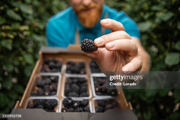 gewächshausbesitzer einer brombeerfarm als beispiel für ein kleines unternehmen - beere pflanzenbestandteile stock-fotos und bilder