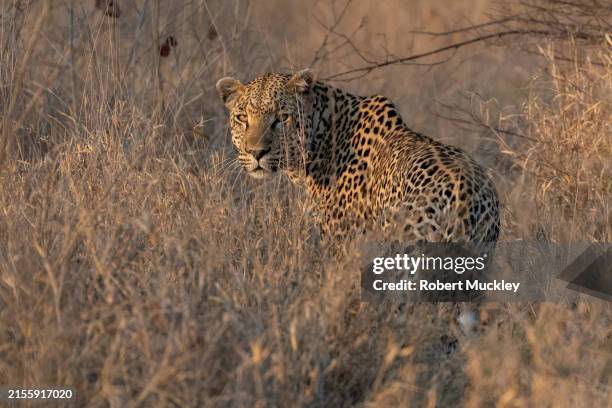 leopard in the bush - timbavati private reserve stock pictures, royalty-free photos & images