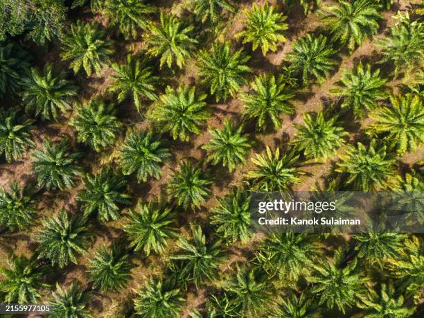 aerial photography of a palm plantation - oil palm seed stock pictures, royalty-free photos & images