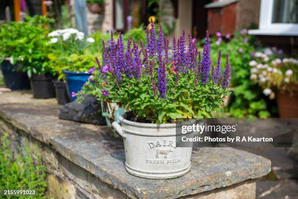 salvia nemerosa in flower in a june garden - salvia fotografías e imágenes de stock