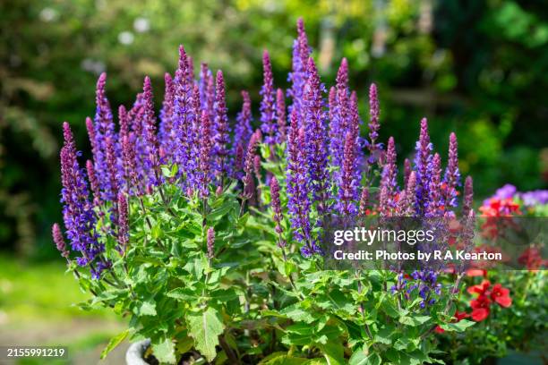 salvia nemerosa in flower in june garden - salvia fotografías e imágenes de stock