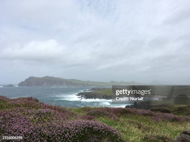 wildflowers growing on coastal cliffs, slea head drive on the wild atlantic way, dingle peninsula, county kerry, ireland - slea head stock pictures, royalty-free photos & images