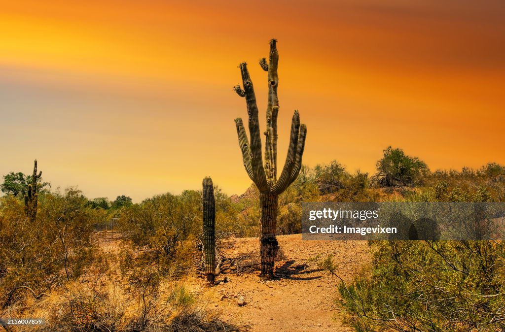 Orange sunset over Saguaro Cacti growing in the desert, Arizona, USA