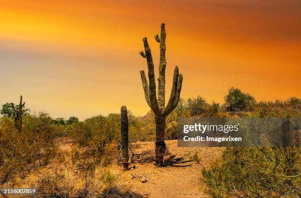 orange sunset over saguaro cacti growing in the desert, arizona, usa - deserto del sonoran foto e immagini stock
