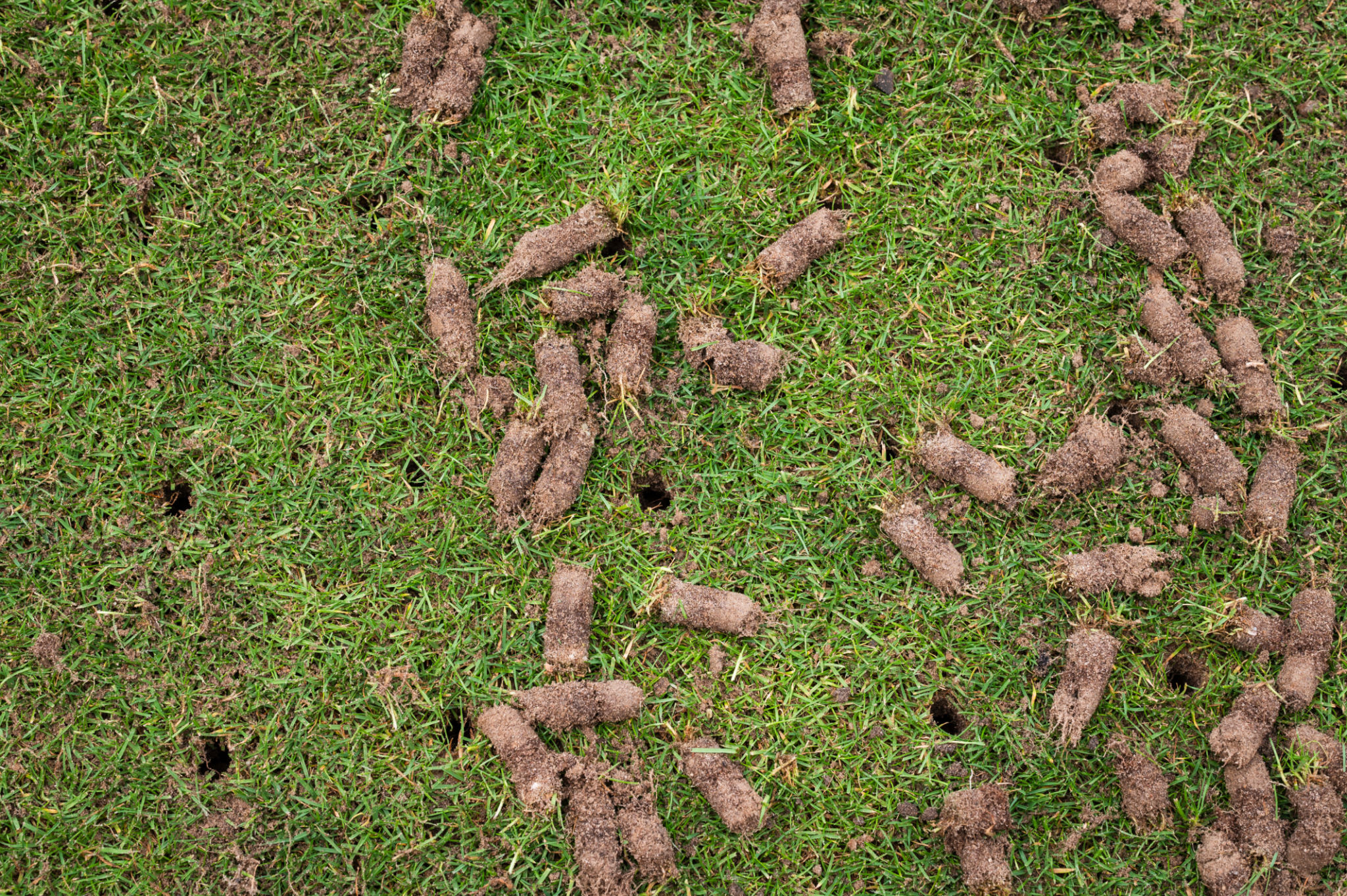 lawn aeration