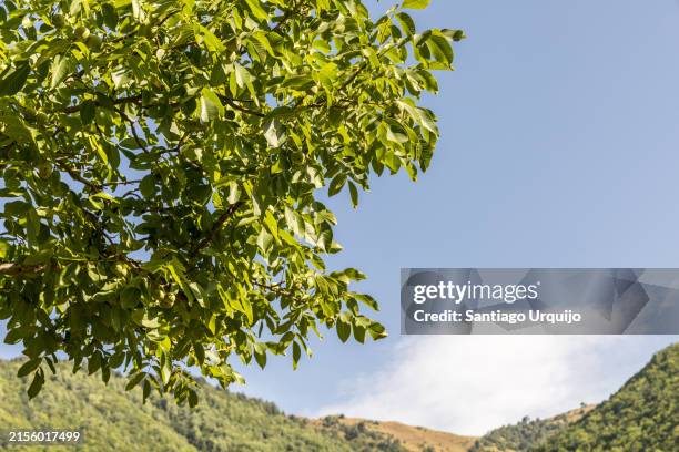 Walnut Tree Close 23,443 Nut Tree Stock Photos, High-Res Pictures, and Images - Getty Images