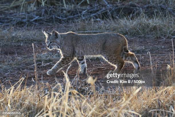 side view of cat walking on field,arizona,united states,usa - dier in gevangenschap stockfoto's en -beelden