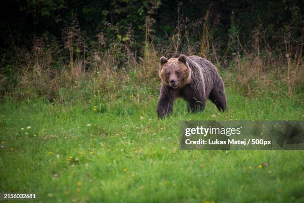 portrait of brown grizzly bear standing on grassy field,slovakia - oso fotografías e imágenes de stock