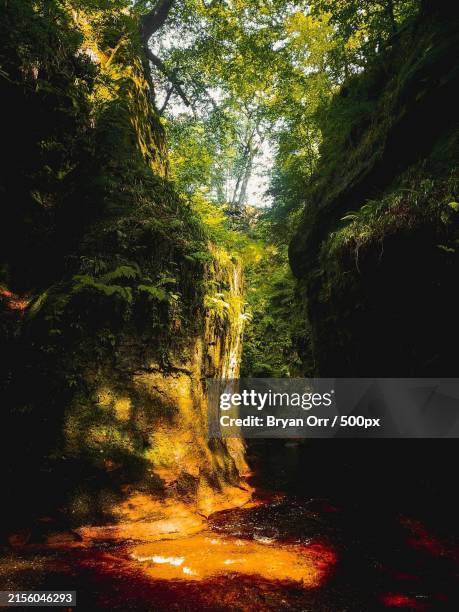 trees in forest,glasgow,united kingdom,uk - bryan still stock pictures, royalty-free photos & images