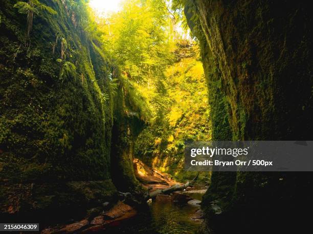 trees in forest,glasgow,united kingdom,uk - bryan still stock pictures, royalty-free photos & images