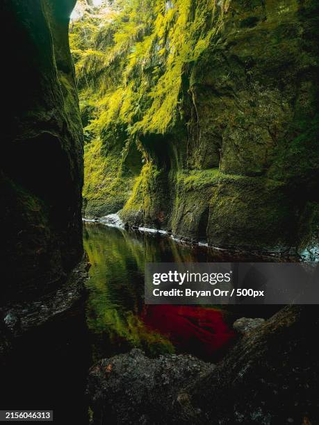 scenic view of lake in forest,glasgow,united kingdom,uk - bryan still stock pictures, royalty-free photos & images