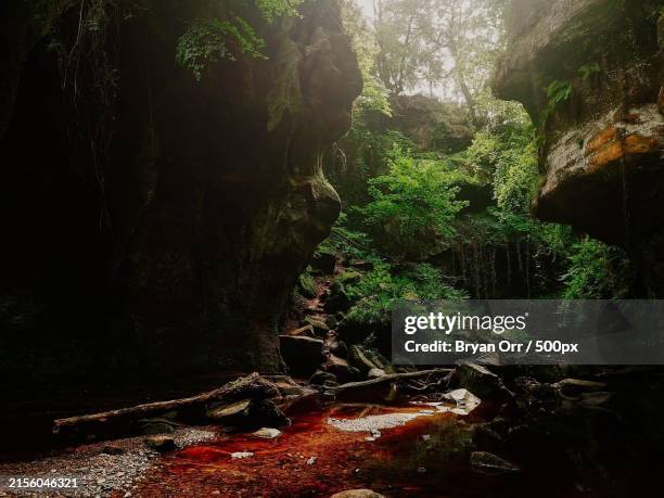 trees in forest,glasgow,united kingdom,uk - bryan still stock pictures, royalty-free photos & images