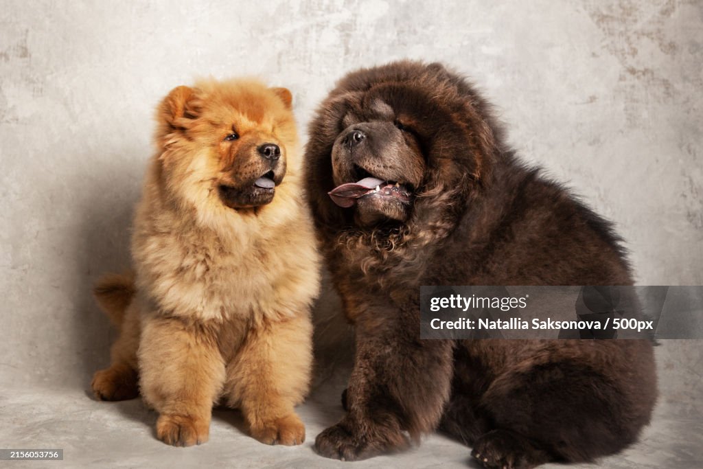 Close-up of dogs sitting against wall